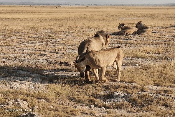 Kenya Classic (Tented)