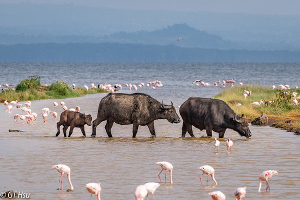 Kenya Classic (Sopa Lodges)