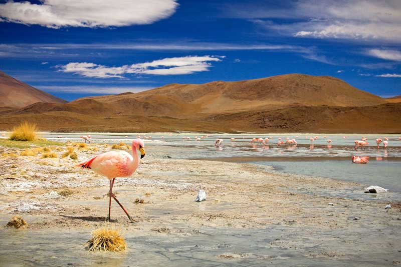The Best of Bolivia