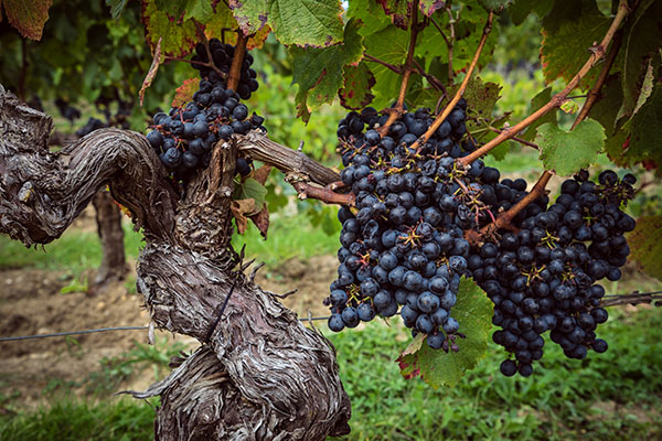 Paris and Bordeaux Wines