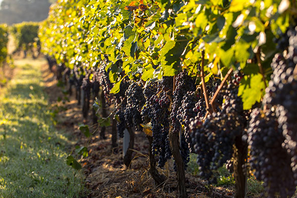 Rioja Wine Tour