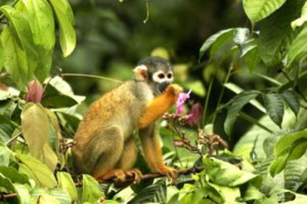 Amazon Kayaking Camping Discover Yasuni