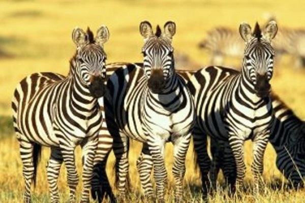 Through The Rift Valley (Tented)