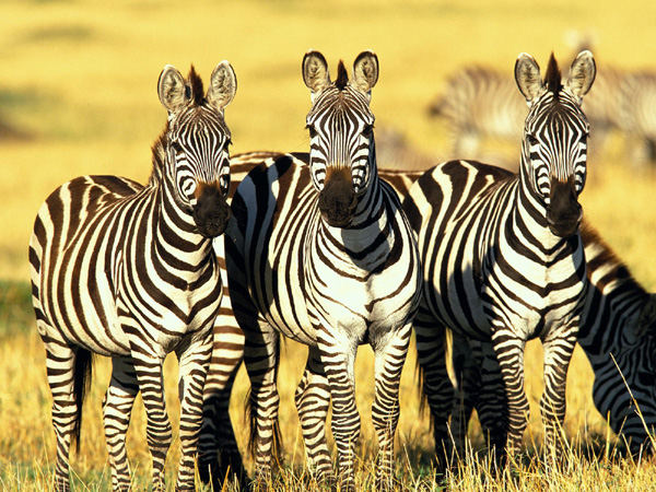 Through The Rift Valley (Sopa Lodge)