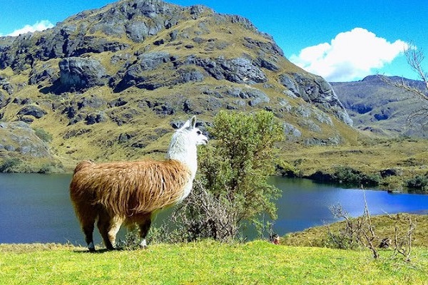 Ecuador 360 Tour Andes, Amazon, and Galapagos Exploration