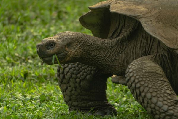 Discover The Wonders of Machu Picchu and Galapagos