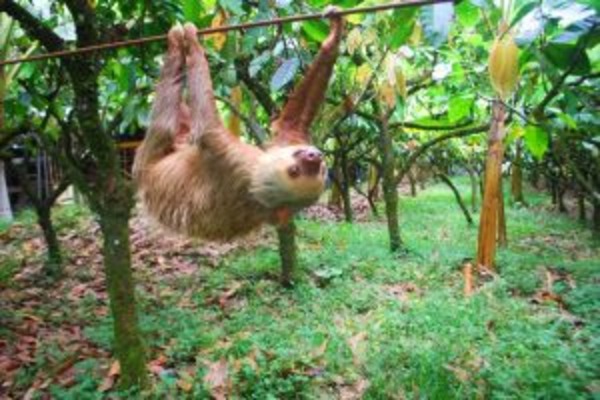 Costa Rica: A Pura Vida Potpourri