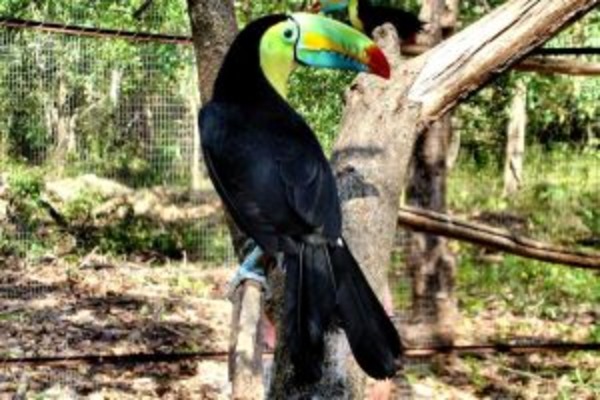 Costa Rica: A Pura Vida Potpourri