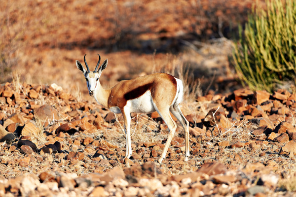 Classic Namibia