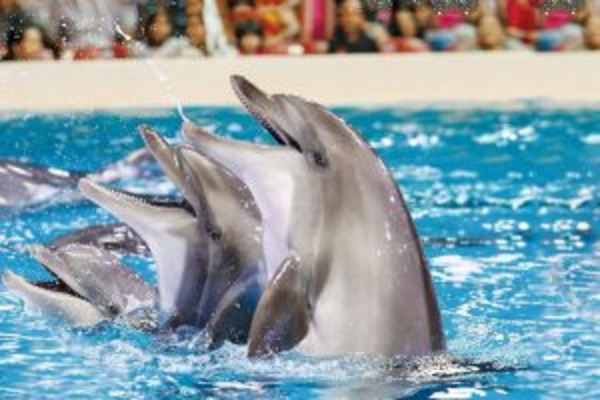 Dubai City Package