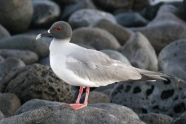 Eastern Galapagos Discovery
