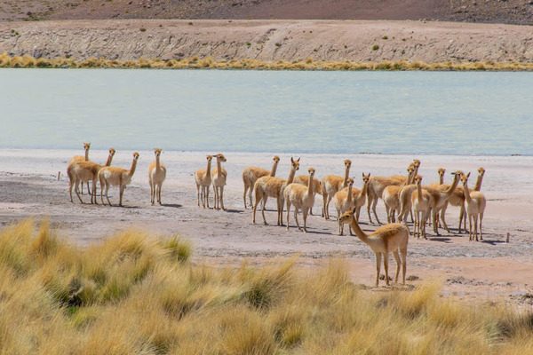 Travesia Package North Or South Bound