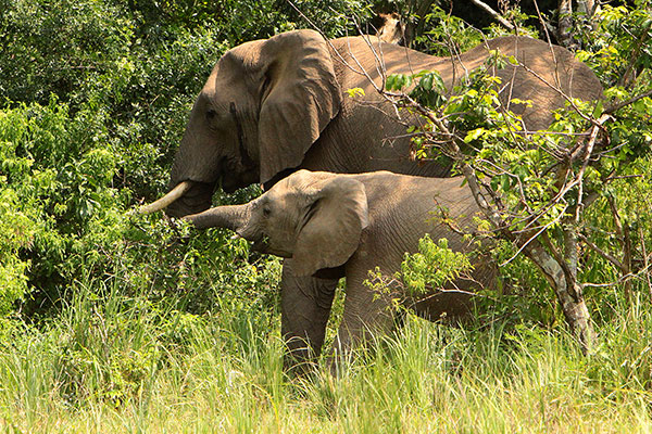 Bwindi by Air (Extendable)