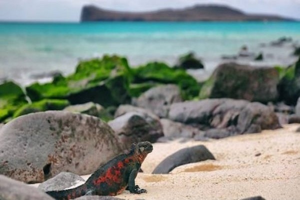 Eastern Galapagos Islands Cruise