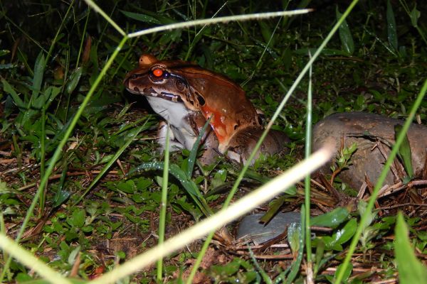 Amazon Kayaking Camping Discover Yasuni