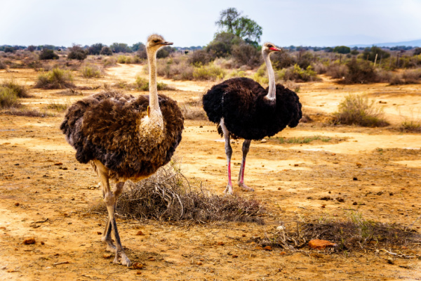 South Africa Odyssey