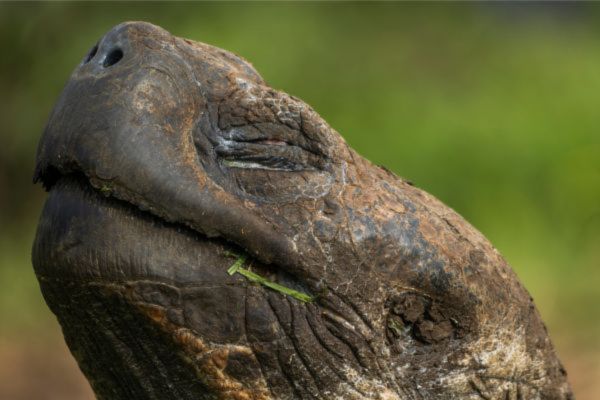 Galapagos Safari