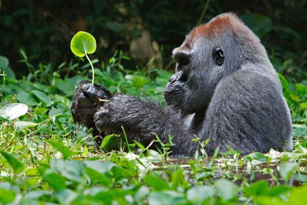 Bwindi by Air (Extendable)