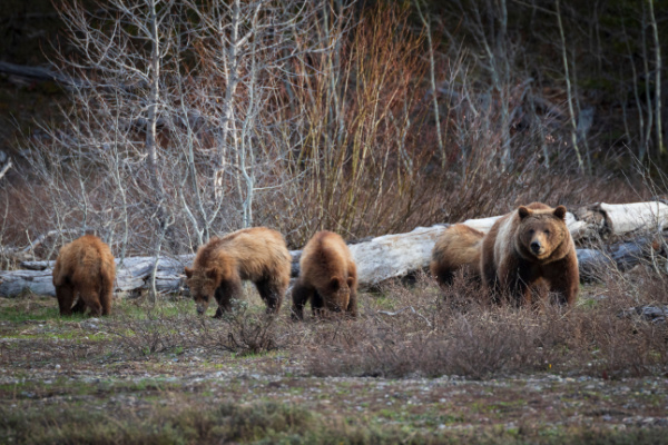 The Great American Crossing