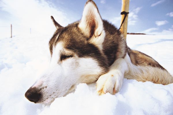 Adventure North and South of Ilulissat Icefjord