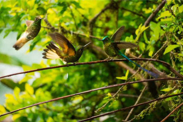 The Best of Ecuador