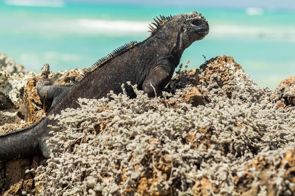 Galapagos Adventure