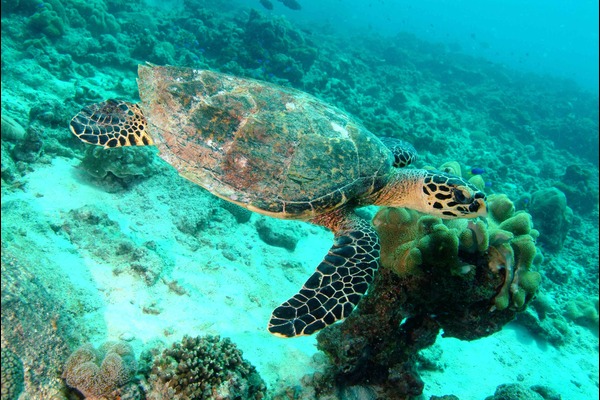 Galapagos West, Central, North and Southern Islands Cruise