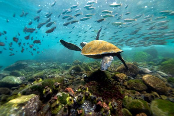 Galapagos Islands