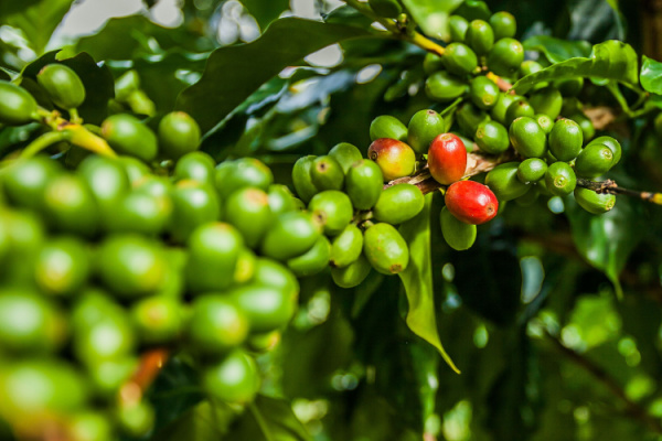 Colombian Highlights