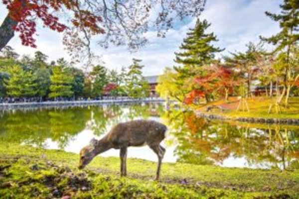 The Golden Route Express