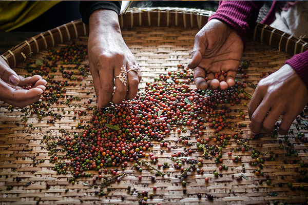 Angkor to the Coast: A Cambodian Tapestry