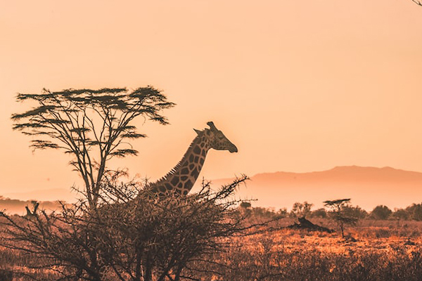 Through The Rift Valley Sentrim