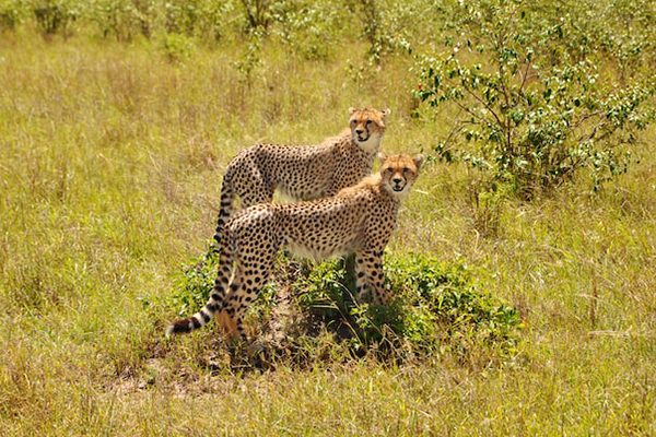 Through The Rift Valley Sentrim