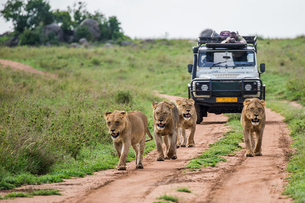 Through The Rift Valley (Tented)