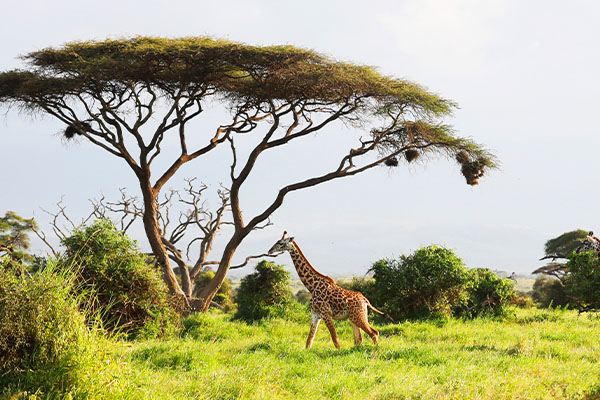 Through The Rift Valley (Tented)