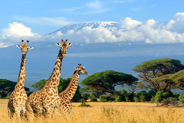 Through The Rift Valley (Tented)
