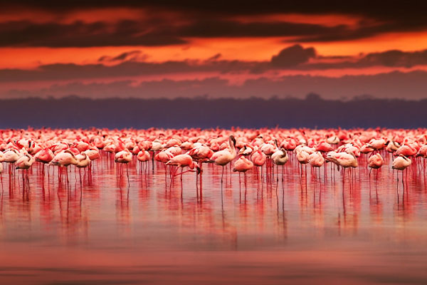 Through The Rift Valley (Tented)