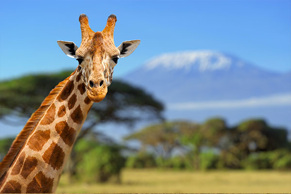 Through The Rift Valley (Tented)