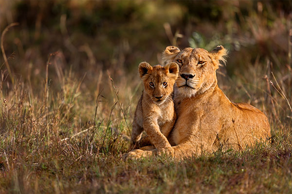 Through The Rift Valley (Tented)