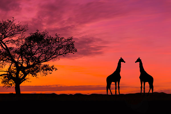 Through The Rift Valley (Tented)