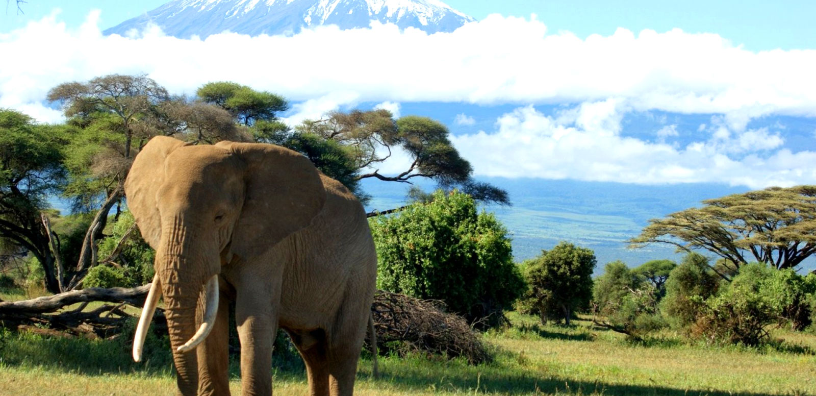 Kilimanjaro