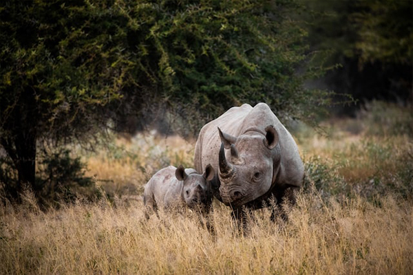 South Africa Odyssey