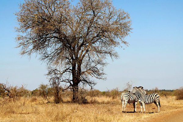 Kruger and the Kingdoms