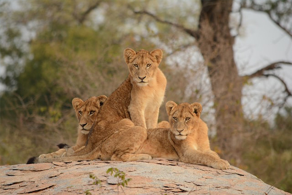 Kruger and the Kingdoms