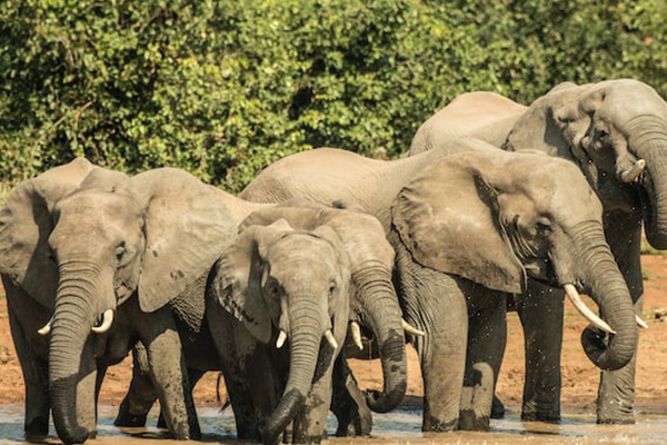South Africa Odyssey