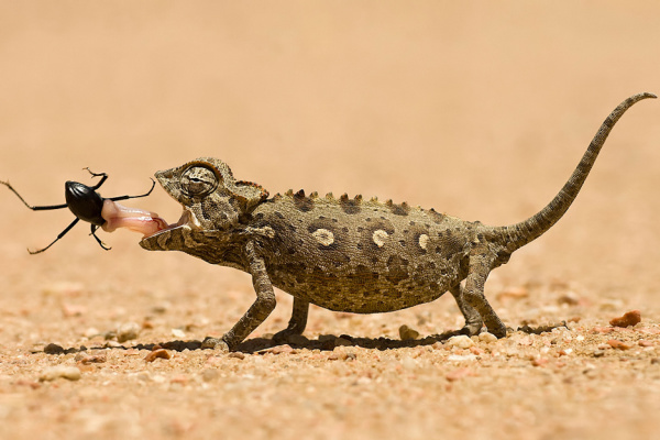 Namibia Southern Odyssey