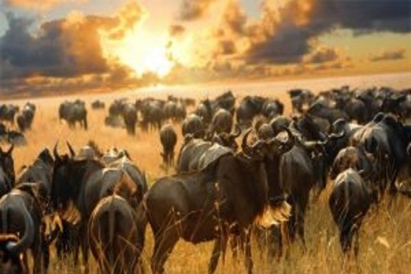 Highlights of Kenya
