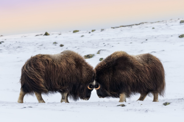 Dream Trip in Disko Bay
