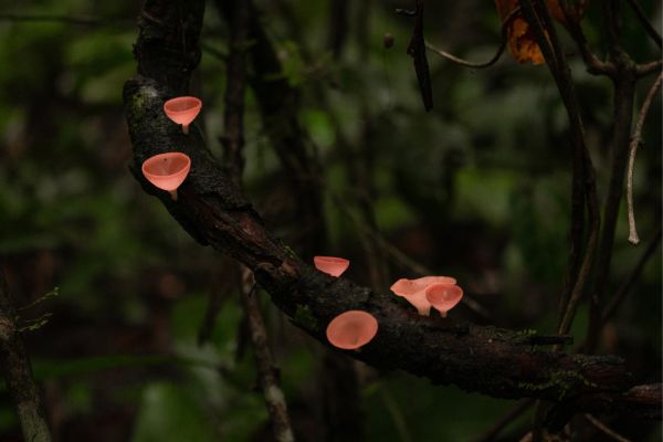 Yasuni Explorer