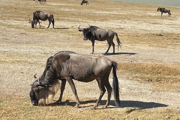 Manyara, Ngorongoro, Serengeti and Tarangire